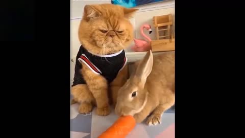 Cute And Funny Pets | Try Not To Laugh To These 😂😂