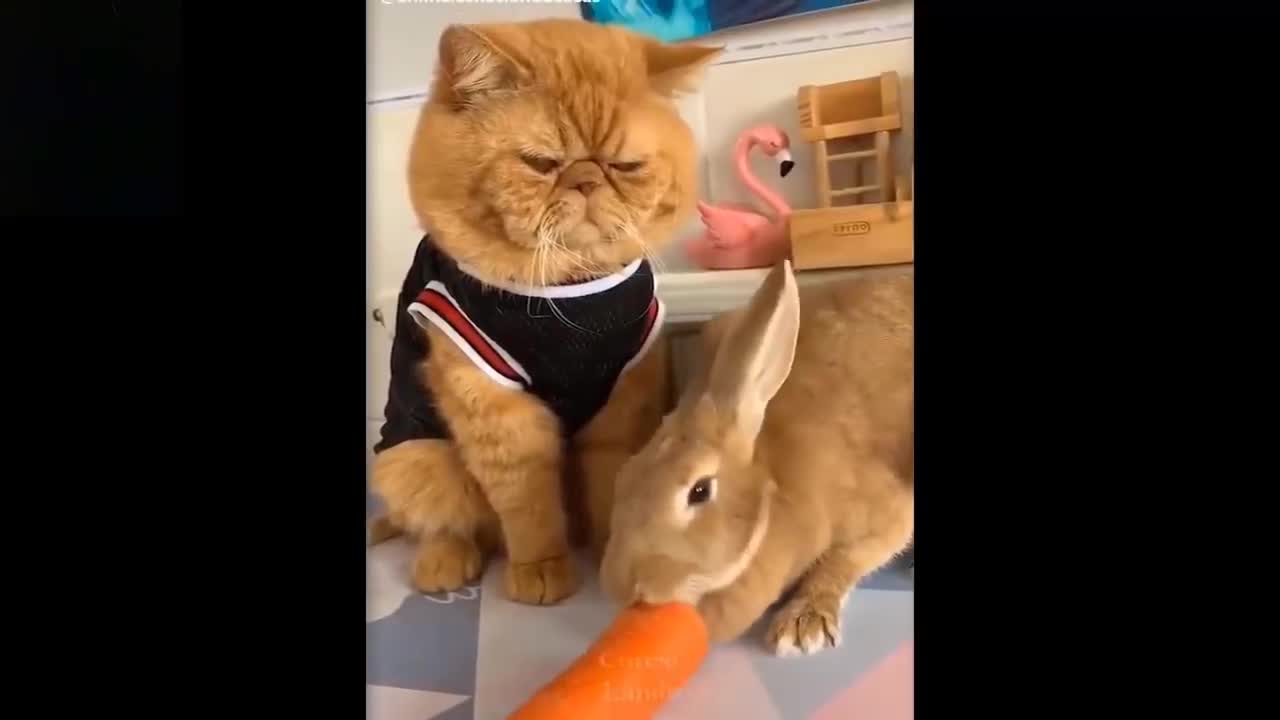 Cute And Funny Pets | Try Not To Laugh To These 😂😂