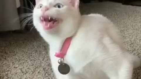 Cute Cat Singing