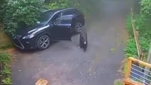 What would you do if you found a bear in your car??