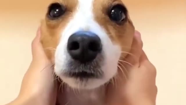 Dog Meme with Window Sound