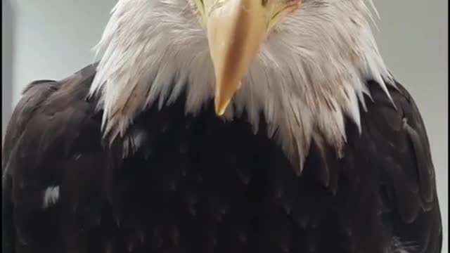 baldeagle#training#bestsound