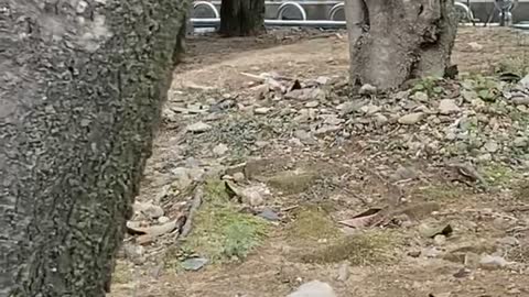a wary cat