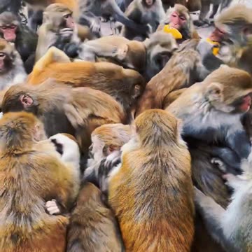 Monkey funny video 🤣🐒