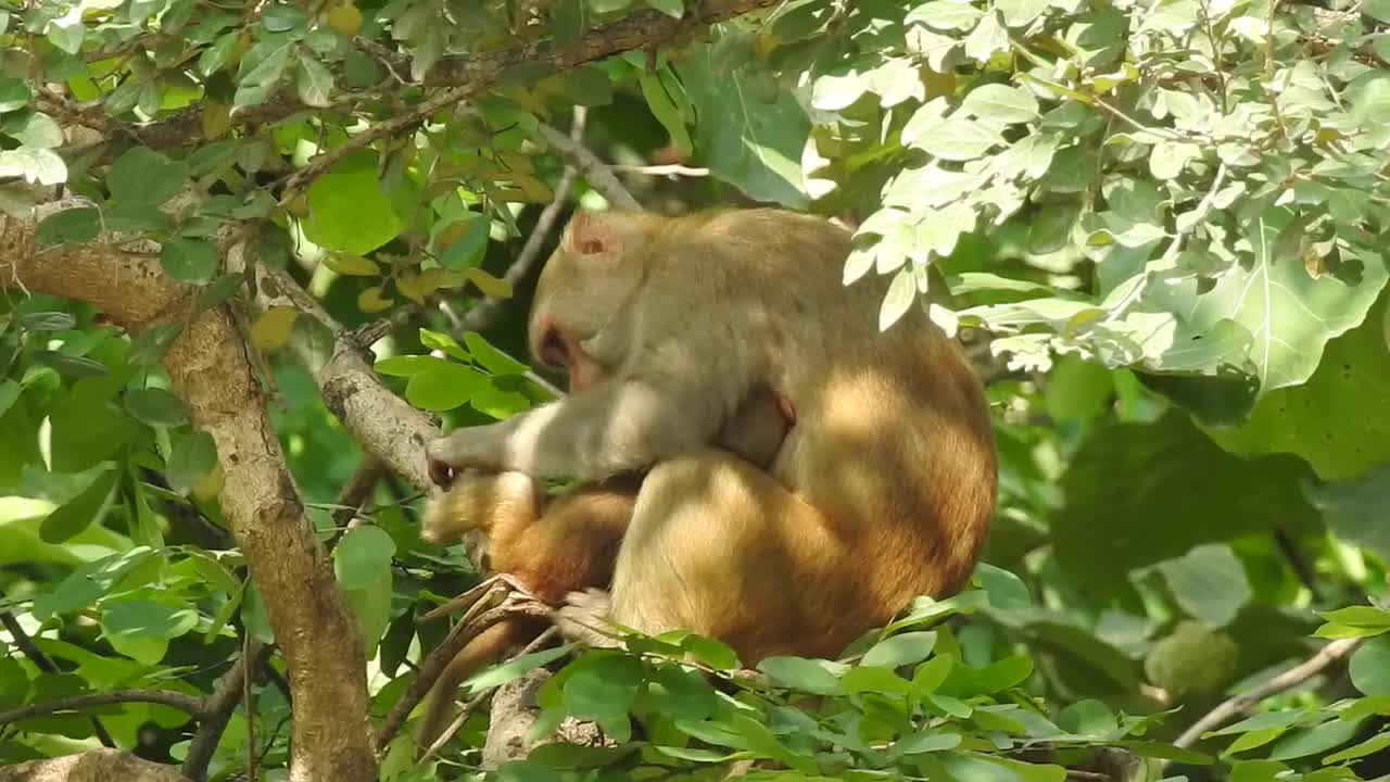 Funny monkey