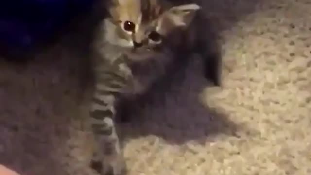 Gatito imita adorablemente los movimientos de las manos de su dueño