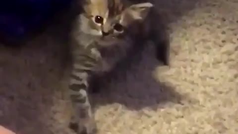 Gatito imita adorablemente los movimientos de las manos de su dueño