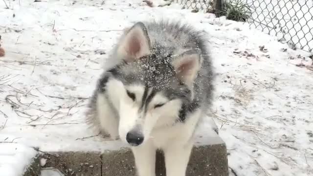 Lonely husky in the snow