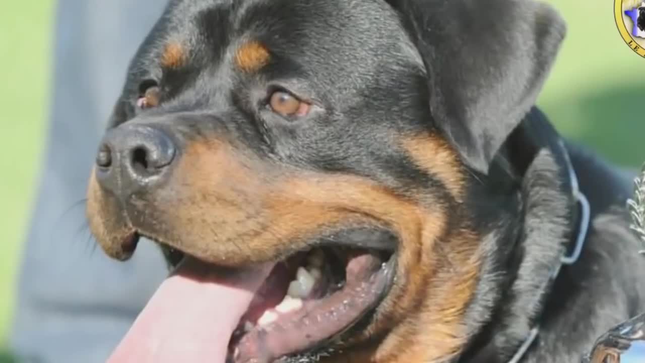 the most dangerous dogs in the world