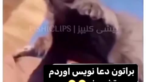 گربه جادوگر