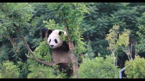 The movment of this panda is match with the BGM