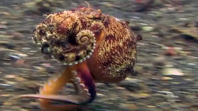 Some scientists refer to octopuses not having eight legs, but six