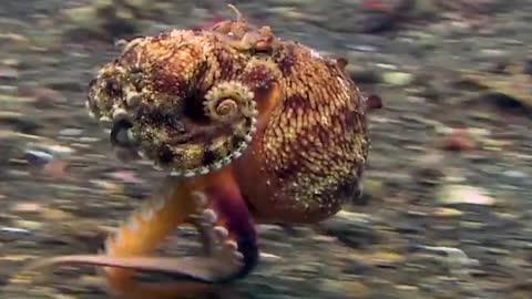 Some scientists refer to octopuses not having eight legs, but six