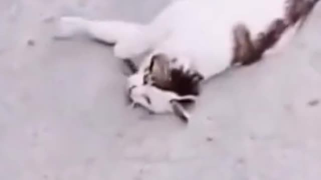 The Cat Fall Down Afraid Of A Dog