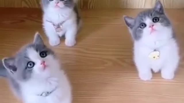 cute cats 😍#shorts #cutecat
