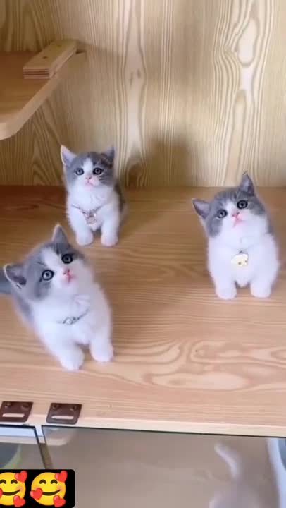 cute cats 😍#shorts #cutecat