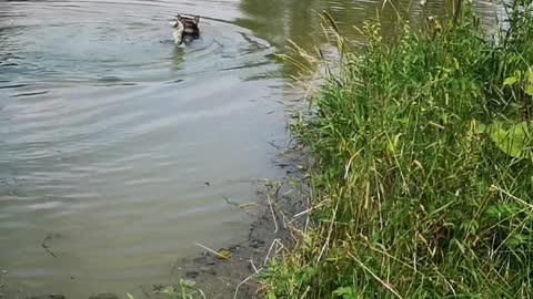 Cute husky swam from the heart