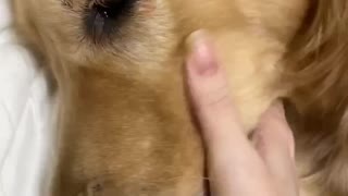 A golden retriever was licking my hand