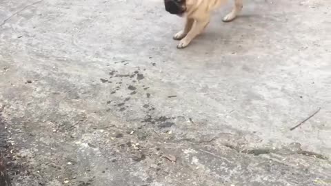 Funny Dog
