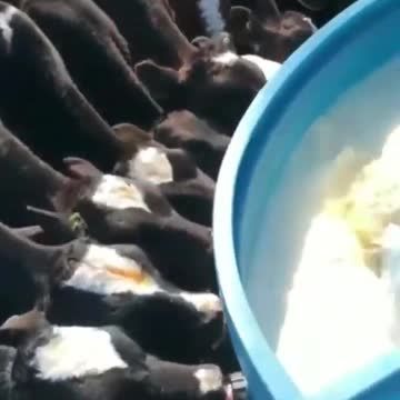 Calves suckling on artificial teat