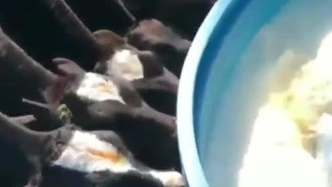 Calves suckling on artificial teat