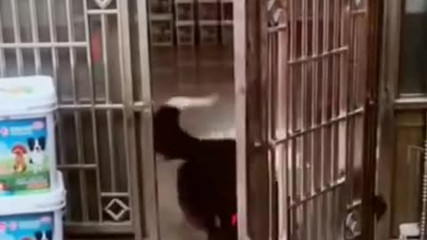 Funny Animal Videos