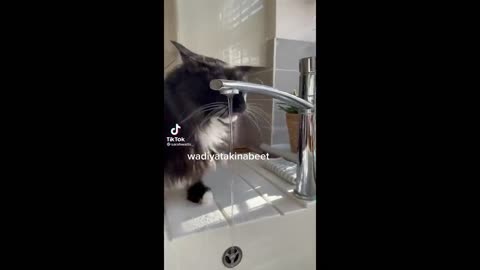 BEST CAT MEMES COMPILATION OF 2022 PART 3