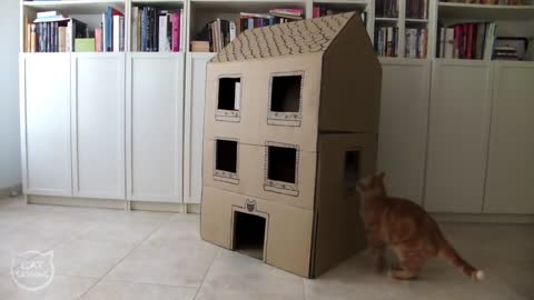 How to Make a Cardboard House for Cats