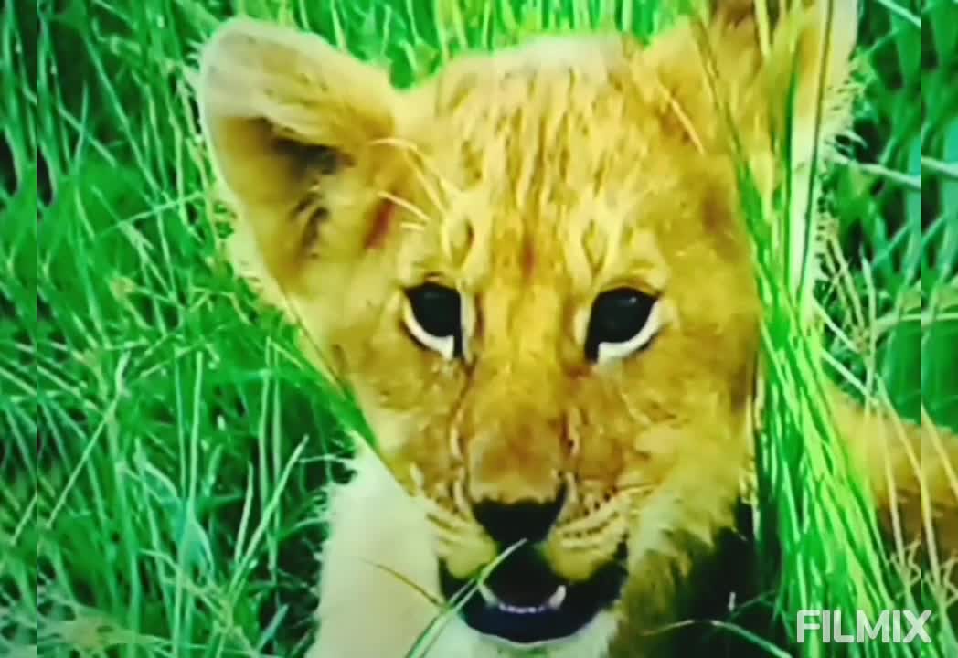 SOON! 🦁 (RUMBLE CHANNEL VERSION)