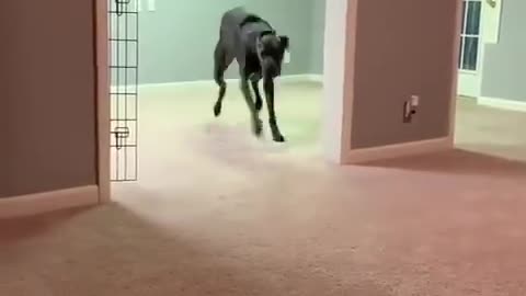 The Great Dane Video 58