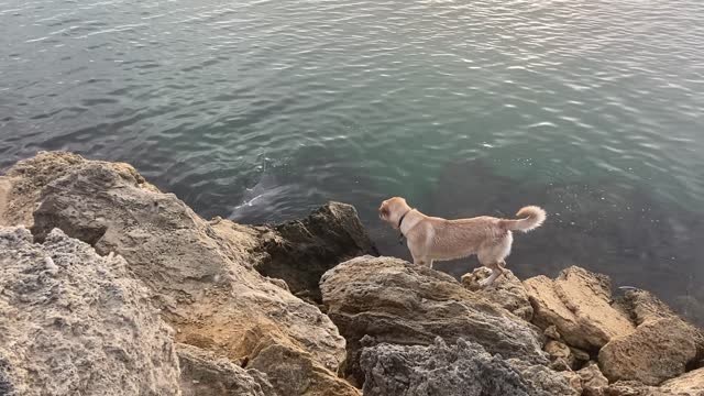 Friendly Doggie Meets Dolphin