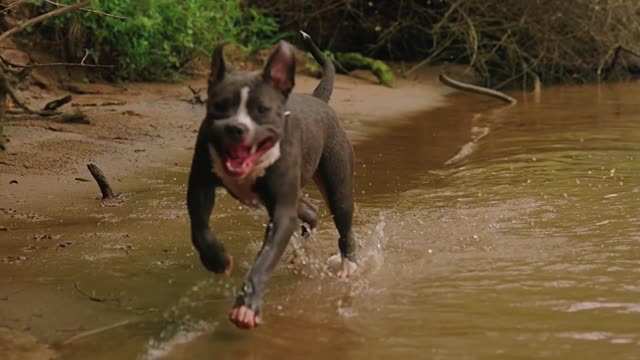 dog running awesome