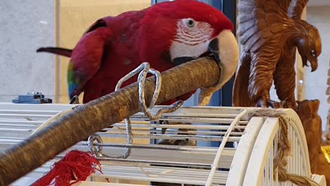 Parrot biting a tree