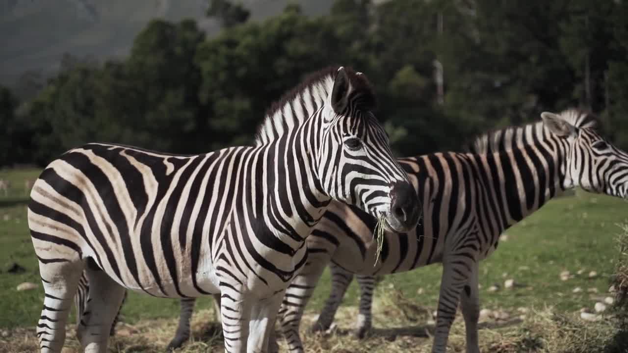 Zebras, in the wild, Kenya