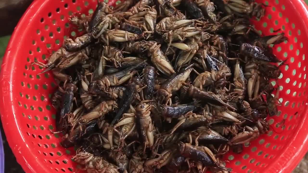 Yummy cooking Crickets recipe _ Cooking skills _ Khmer Survival Skills