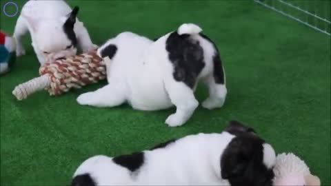 Best dog video