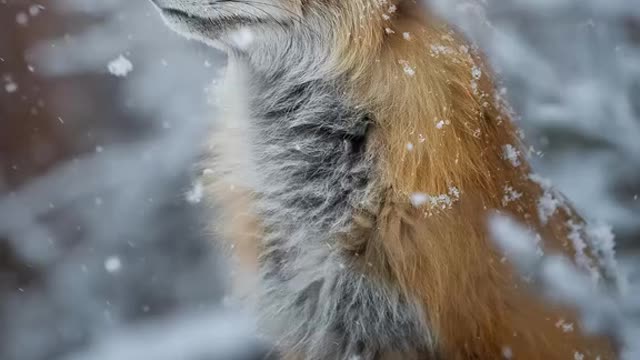 wild life around the world
