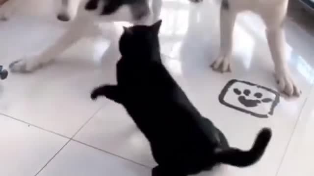 Husky Group fights with Cat