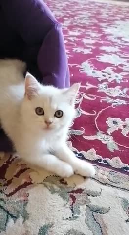 My Cute Cat Looking at Me