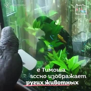 CAT - Talking parrot Timosha