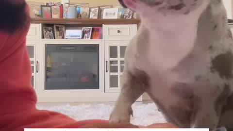 I wish dog’s could talk 🥹