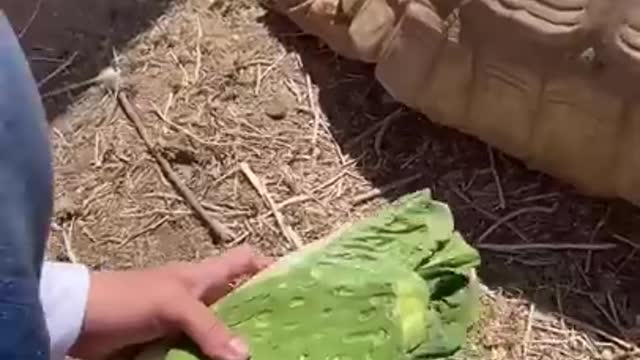 Tortoise laying eggs