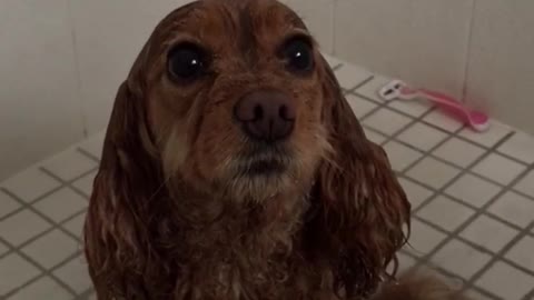 Dog sits comfortably in shower