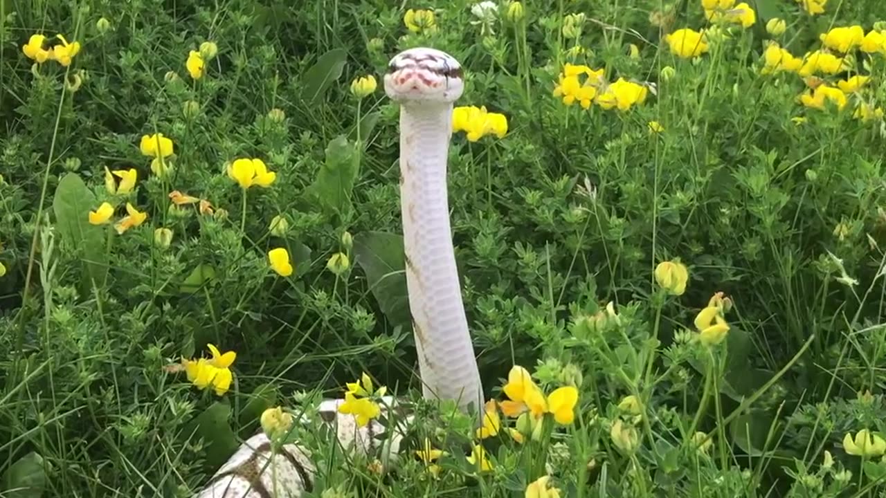 Beautiful Snake Enjoys the Flowers