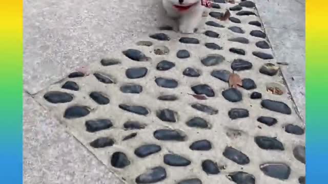 cute animals #short #shorts #cute_animals
