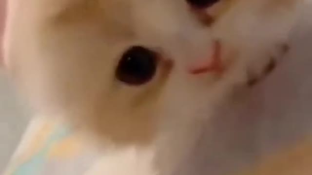 Omg🤨so cute baby funny moment 🐈