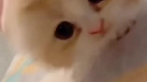 Omg🤨so cute baby funny moment 🐈