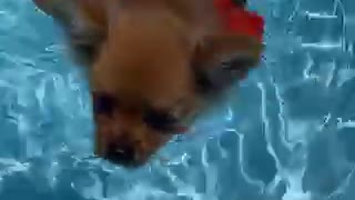 Bugz Learns to swim!