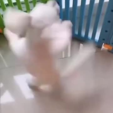 Dog dance - Dog dancing for music - Dog training - Animal Funny video