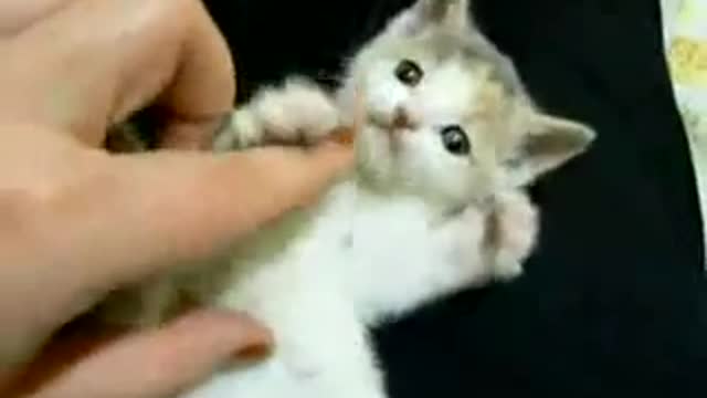 little kitten playing)))